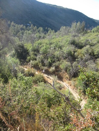 Noble Canyon trail near Big Tree Aid Station